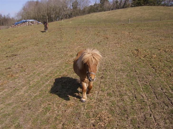 Shetlænder Lukas billede 14