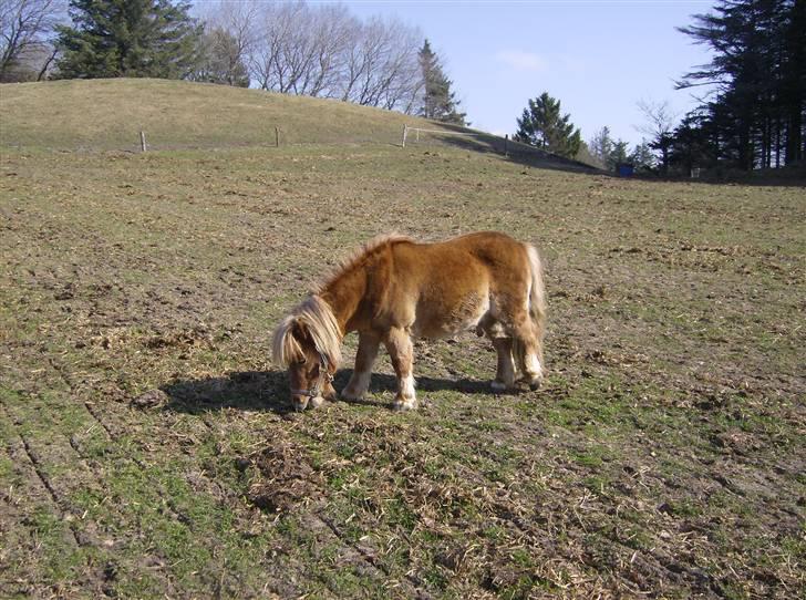 Shetlænder Lukas billede 15