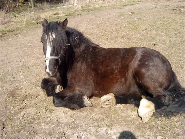 Tinker Flamingo FORTID <3 billede 15