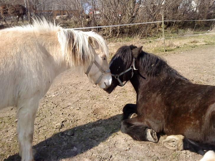 Tinker Flamingo FORTID <3 billede 16