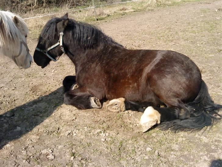 Tinker Flamingo FORTID <3 billede 17