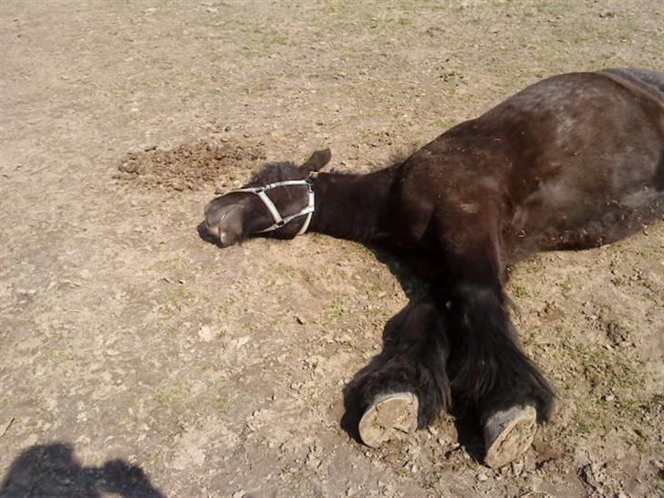 Tinker Flamingo FORTID <3 billede 18