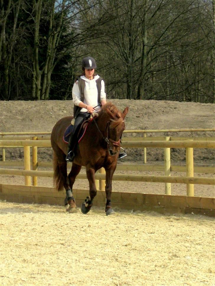 Irsk Sportspony Heartbreaker Galadriel - dressur undervisning af jose :-)<3 billede 19