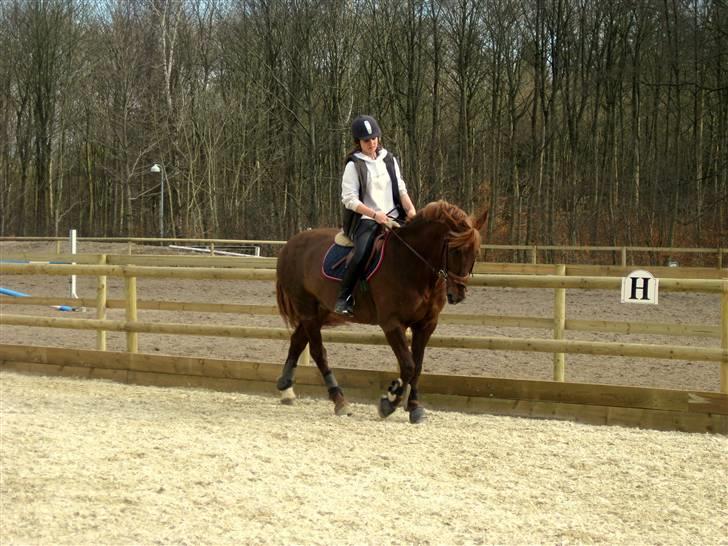 Irsk Sportspony Heartbreaker Galadriel - dressur undervisning af jose :-)<3 billede 20