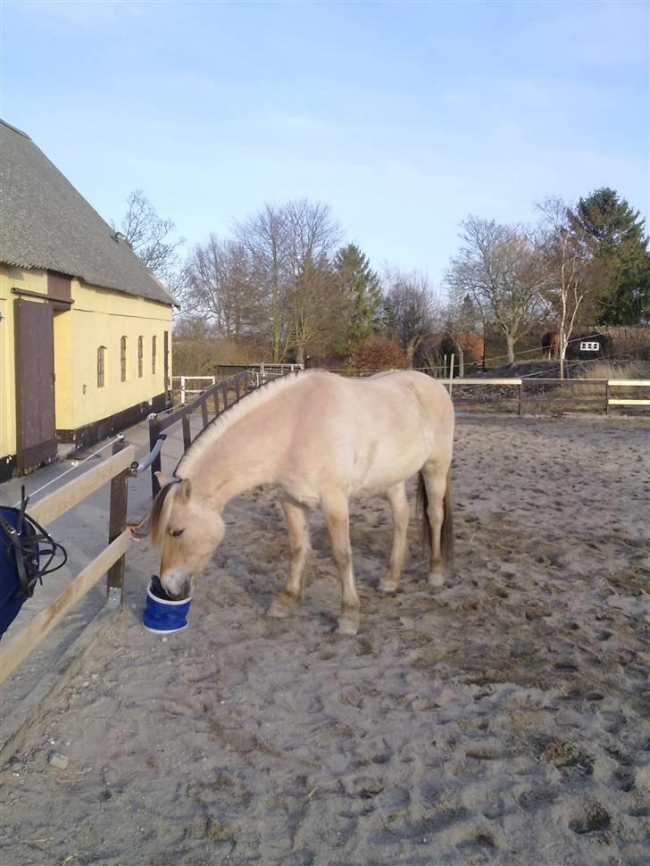 Fjordhest Fønix Frode billede 6