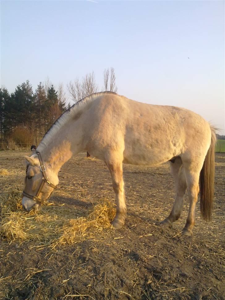 Fjordhest Fønix Frode billede 7
