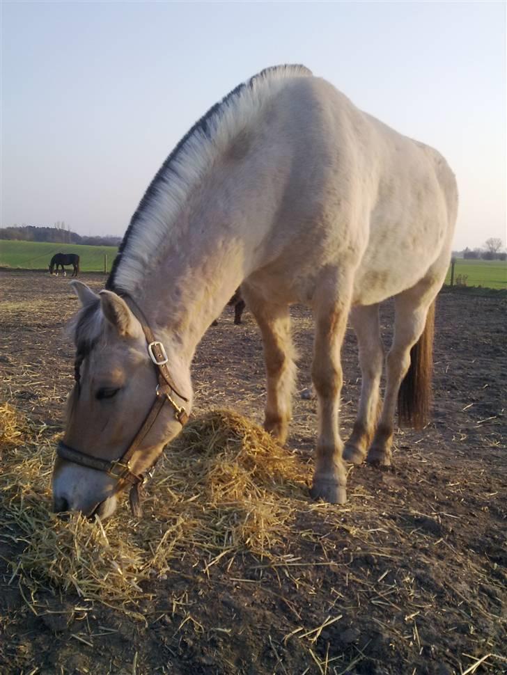 Fjordhest Fønix Frode billede 8