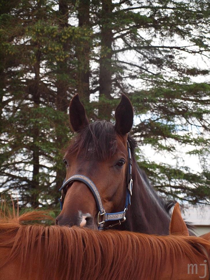 Anden særlig race _EMERSON - På fold. sommer 10. billede 11