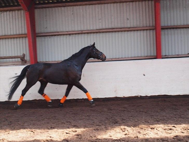 Anden særlig race _EMERSON - 2 april. billede 12