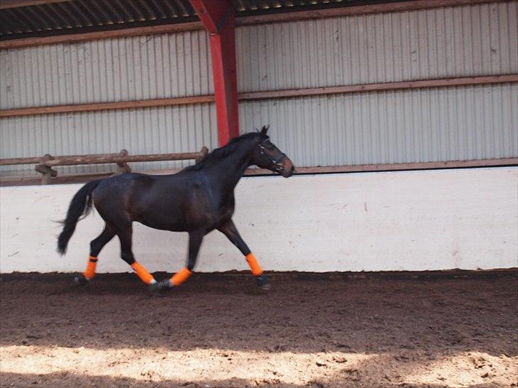 Anden særlig race _EMERSON - 2 april. billede 14