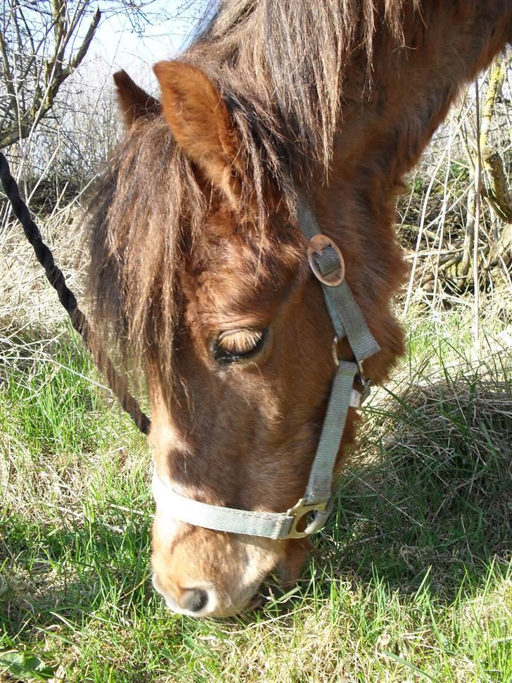 Anden særlig race Silas *Aflivet d.8/3-11* - Velkommen til Silas´ profil! :) billede 1