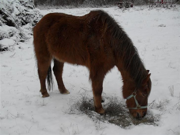 Anden særlig race Silas *Aflivet d.8/3-11* - I sneen:) billede 2
