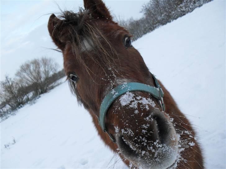Anden særlig race Silas *Aflivet d.8/3-11* - Nærbillede fra i vinters :) billede 3