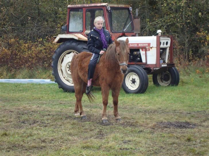 Anden særlig race Silas *Aflivet d.8/3-11* - Super´prof x)<3 (Lillesøster) billede 4