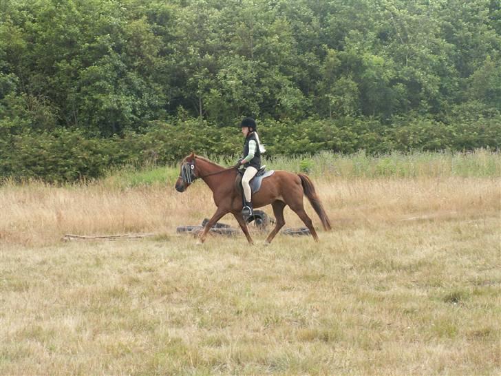 Anden særlig race Silas *Aflivet d.8/3-11* - På banen derhjemme :) (Lillesøster) billede 6