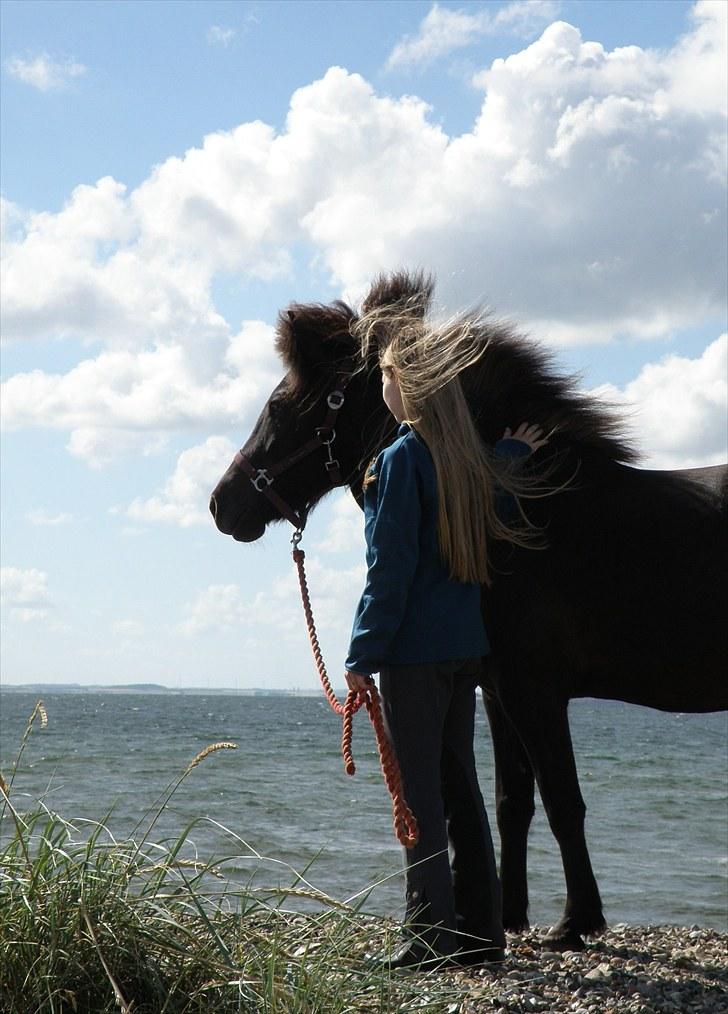 Islænder SÆTA Fra VADUM-SPØTTRUP. - foto : lærke billede 13