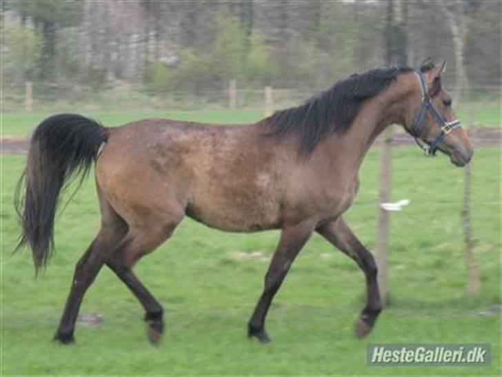 Arabisk fuldblod (OX) Fordianka Khan SOLGT!! billede 7