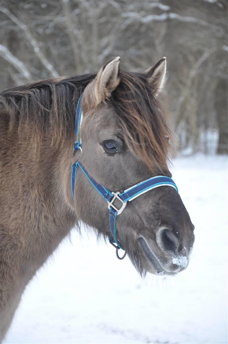 Anden særlig race Janosch billede 1