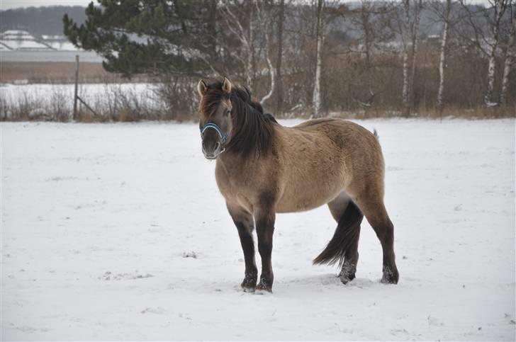 Anden særlig race Janosch billede 2