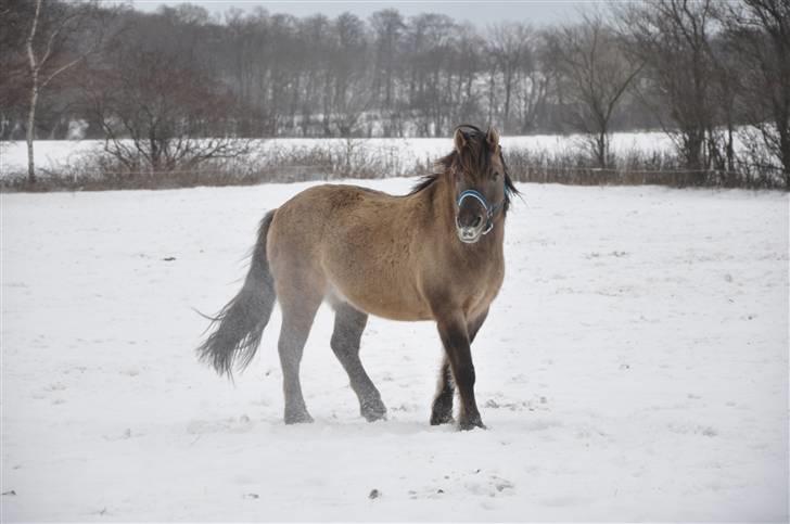 Anden særlig race Janosch billede 3