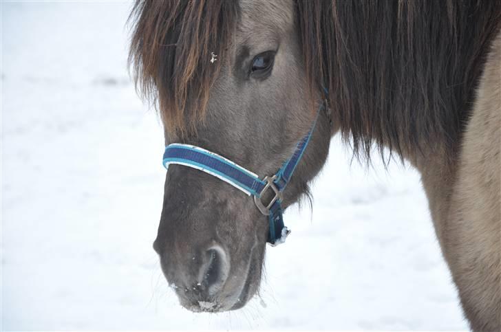 Anden særlig race Janosch billede 4