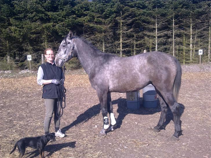 Shagya Araber (SH) BARNABY SOLGT billede 6