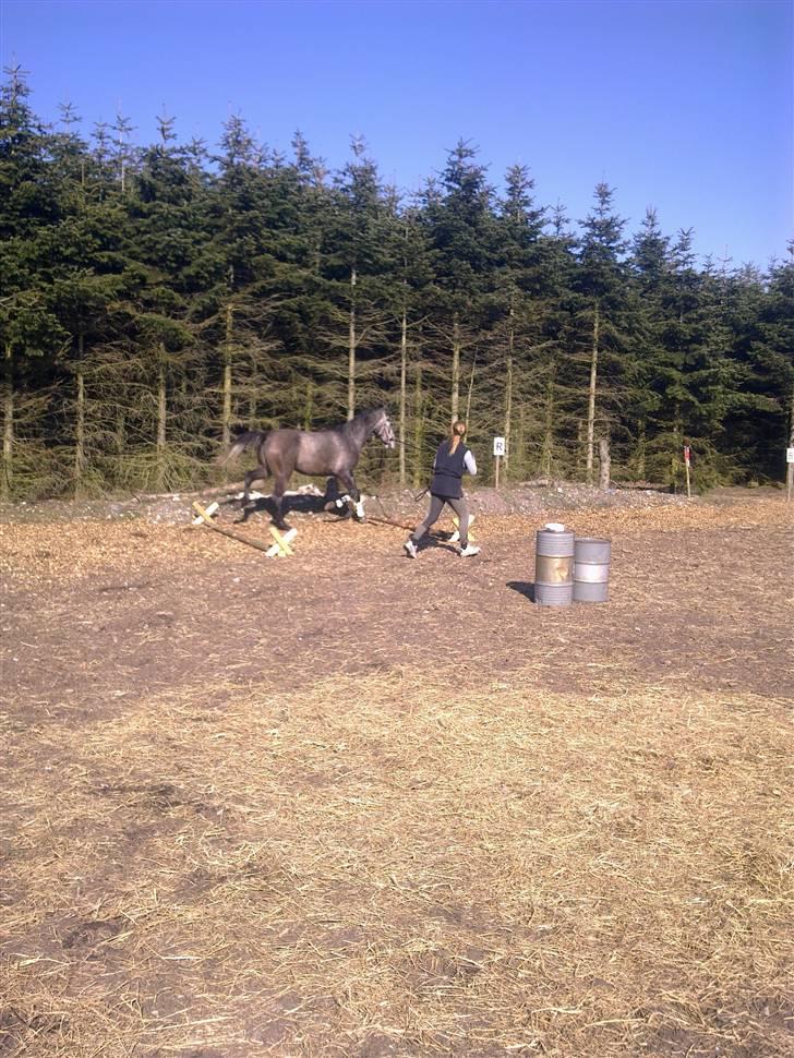 Shagya Araber (SH) BARNABY SOLGT billede 7