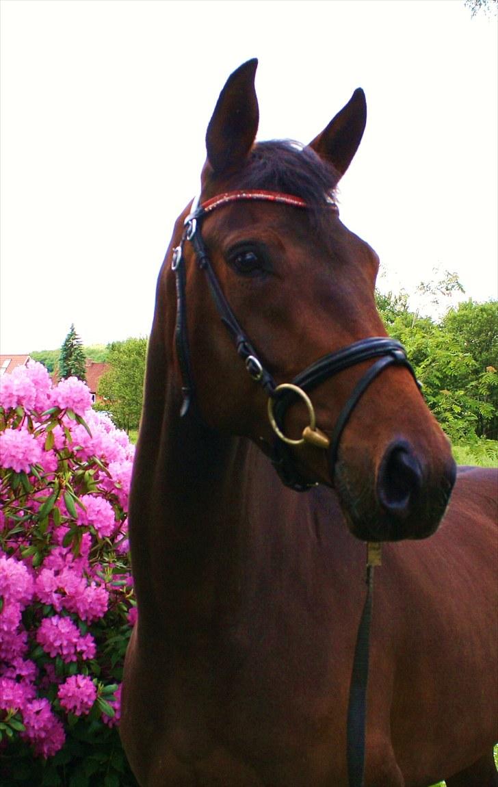 Dansk Varmblod ADRIANE (SOLGT) billede 2