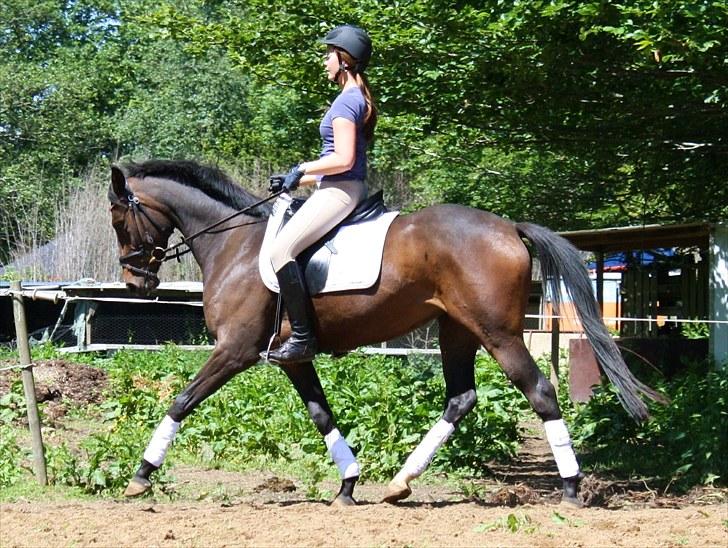 Dansk Varmblod ADRIANE (SOLGT) billede 3