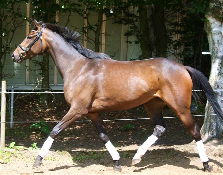 Dansk Varmblod ADRIANE (SOLGT) billede 4