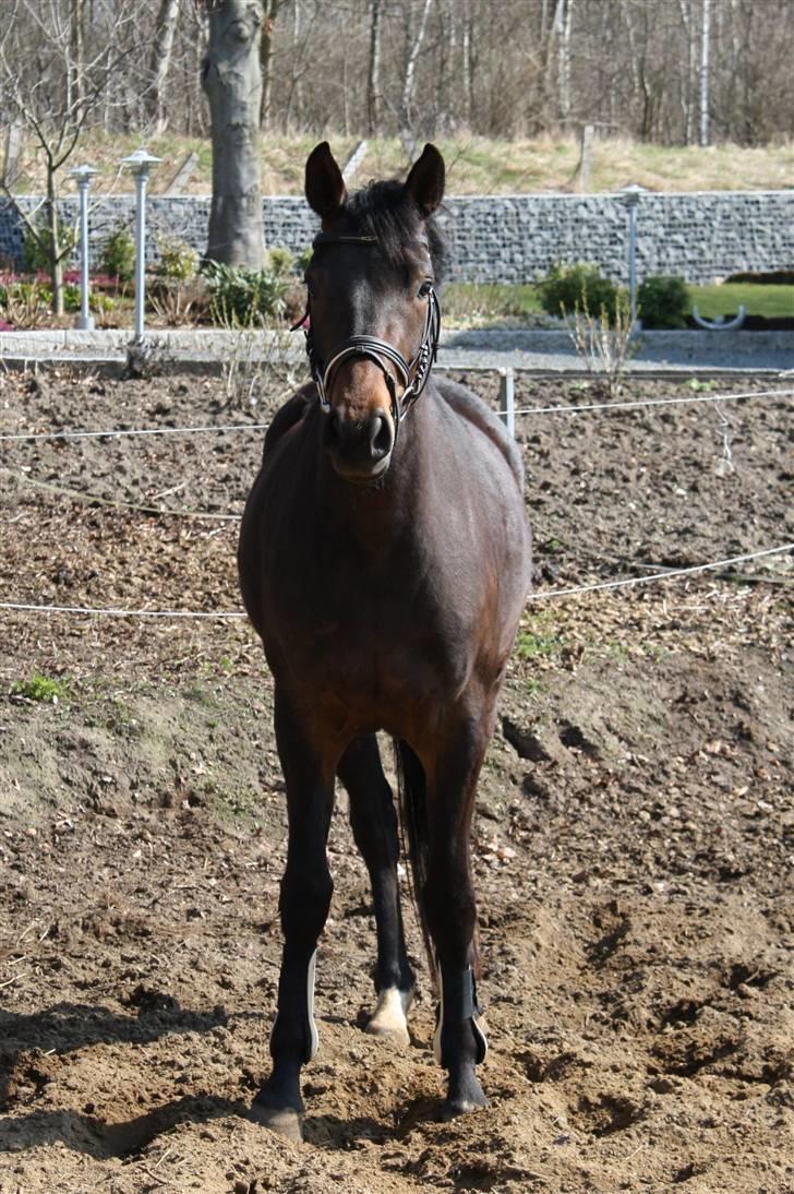 Dansk Varmblod ADRIANE (SOLGT) billede 5