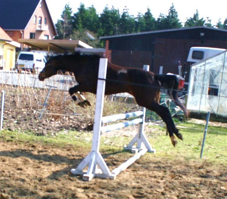 Dansk Varmblod ADRIANE (SOLGT) billede 6