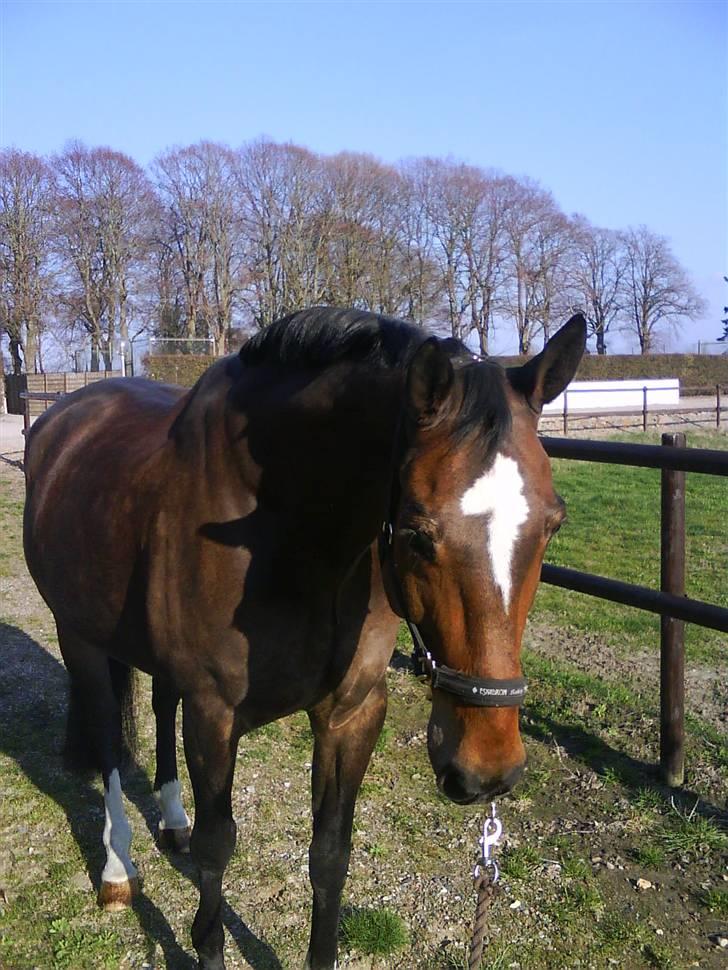 Dansk Varmblod Amadeus billede 15