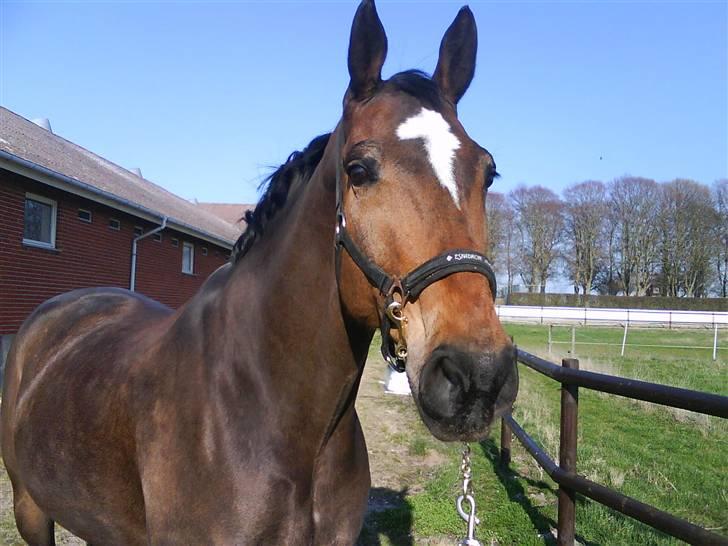 Dansk Varmblod Amadeus billede 16