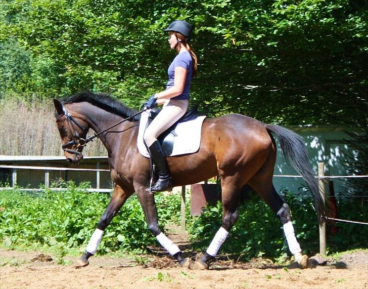 Dansk Varmblod ADRIANE (SOLGT) billede 7