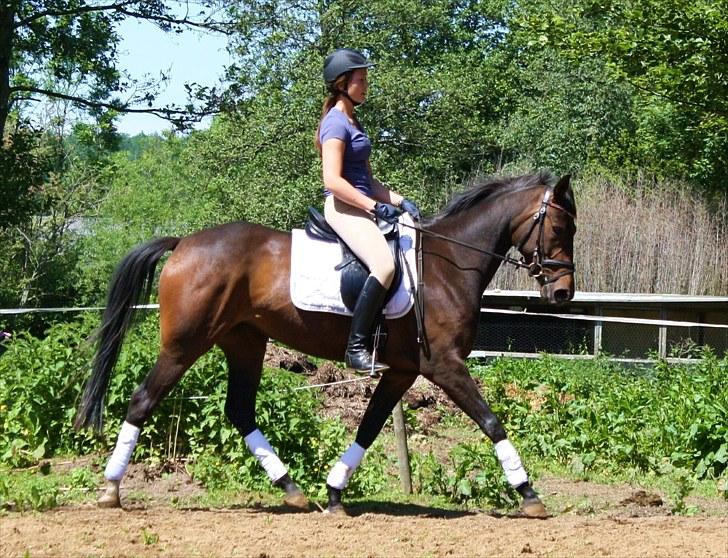 Dansk Varmblod ADRIANE (SOLGT) billede 8