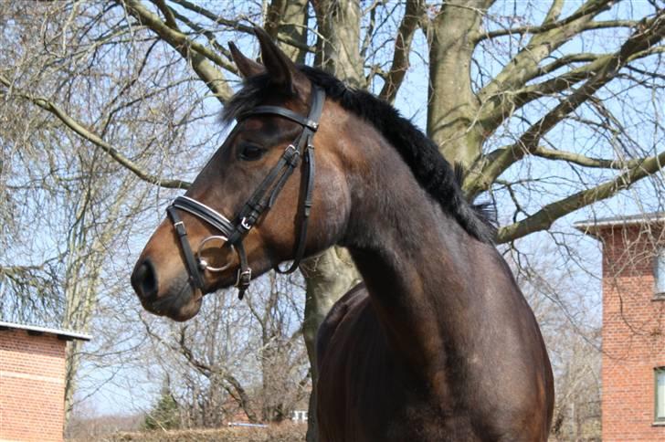 Dansk Varmblod ADRIANE (SOLGT) billede 9