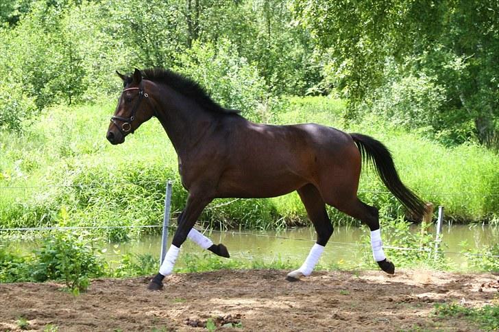 Dansk Varmblod ADRIANE (SOLGT) billede 11