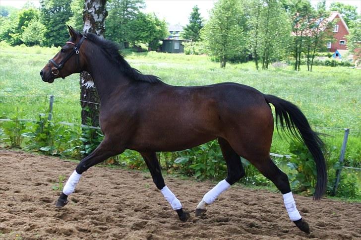 Dansk Varmblod ADRIANE (SOLGT) billede 12