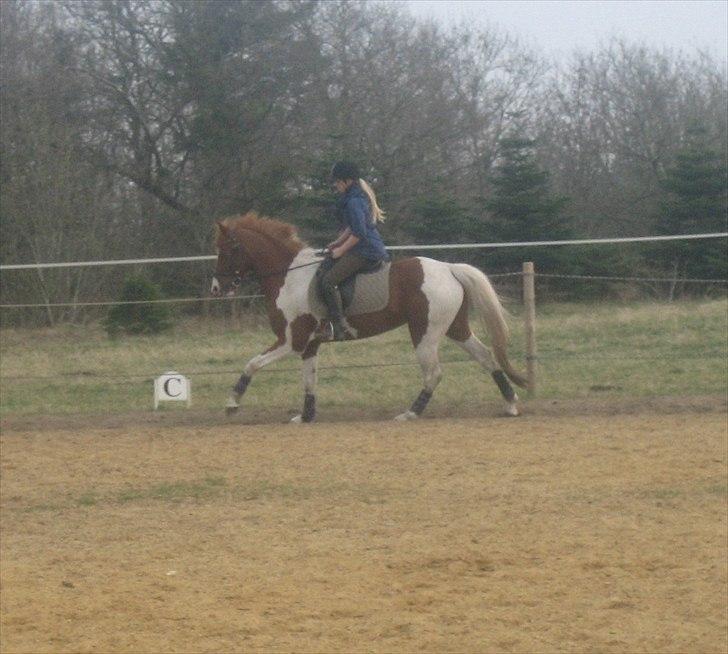 Anden særlig race Cassiopeia<3 Savnet billede 7