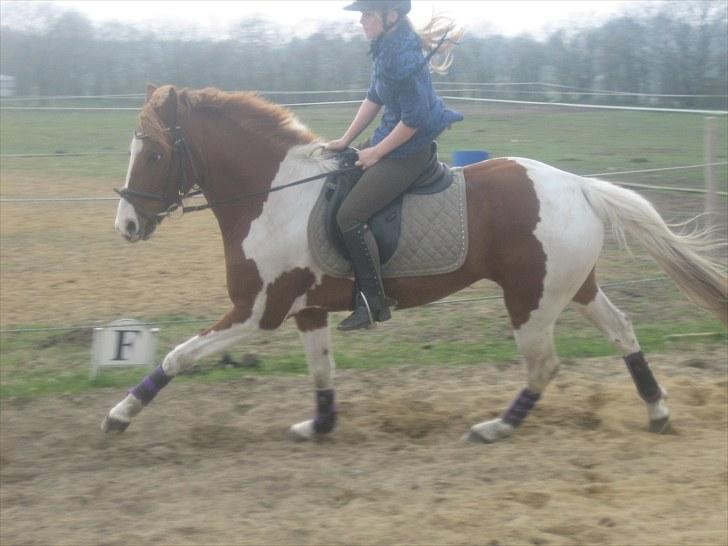 Anden særlig race Cassiopeia<3 Savnet - heehe  billede 15