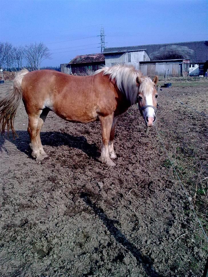 Haflinger Koldbakkens Hertz - en af de første dage på fyn. billede 8
