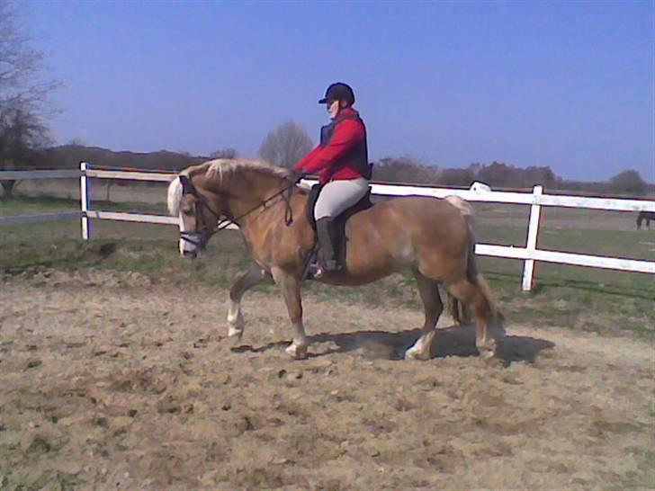 Haflinger Koldbakkens Hertz - Skønt at ride Hertz, hun er en drøm og går stabilt med hovedet, her er det første gang rigtigt med rytter i rigtig lang tid og hun tog det så pænt, vi både skridtede, travede og galoperede, hun kom godt nok hurtigt til at puste, vi nød det begge to. billede 9