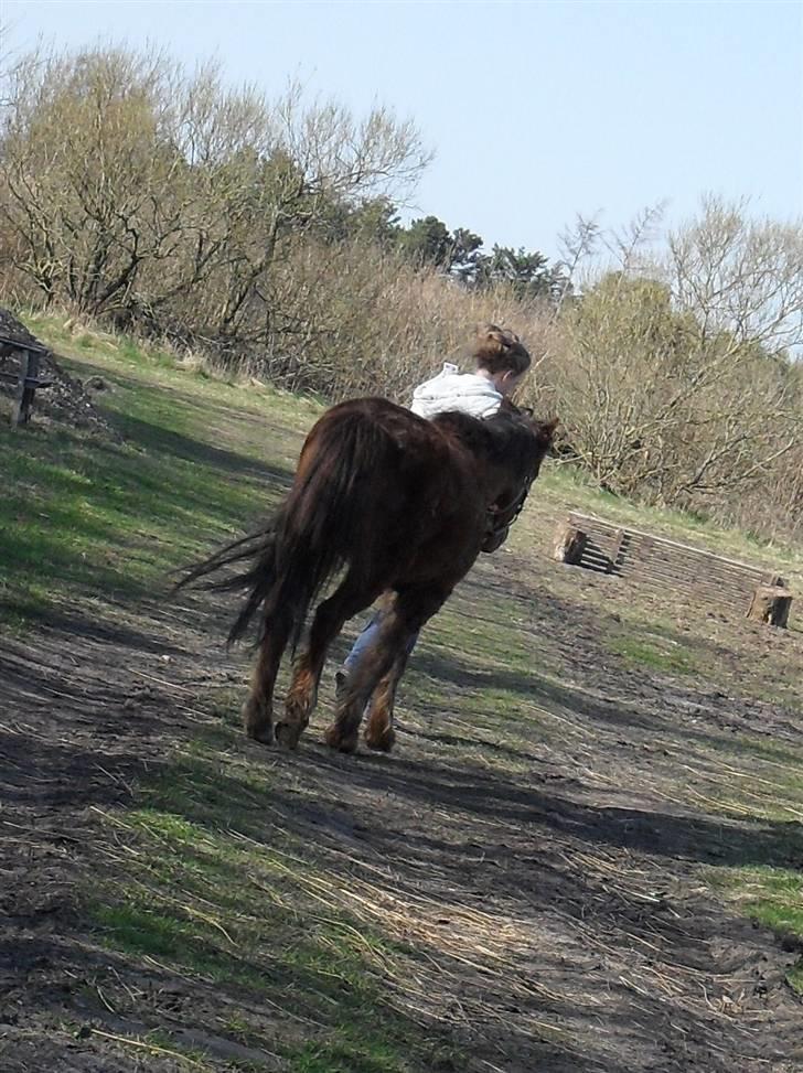Anden særlig race Silas *Aflivet d.8/3-11* - Bagfra ;b billede 14