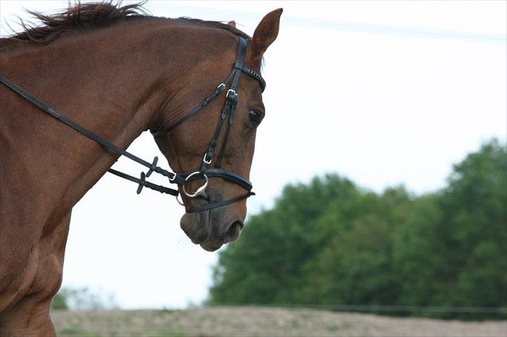 Hollandsk Varmblod Chanel - uf elsker dette billed .taget at: Mathilde 23 maj 2011 billede 1