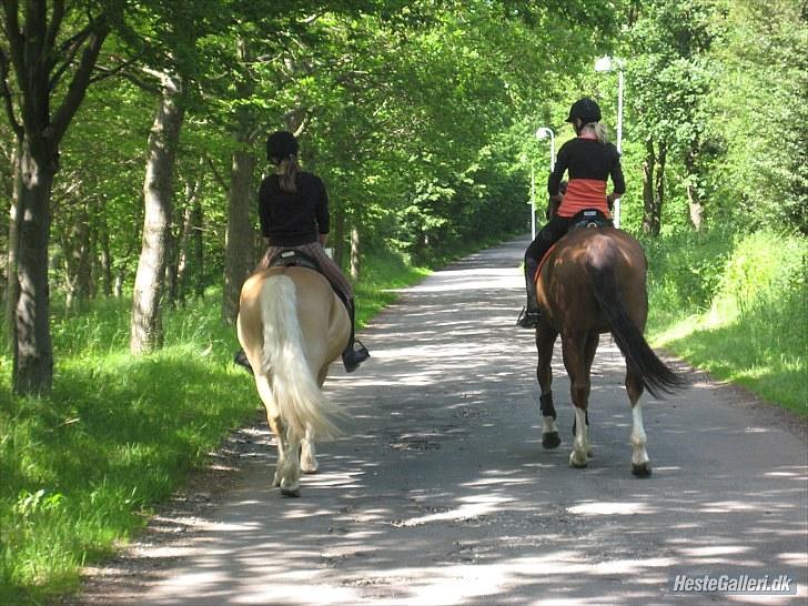 Hollandsk Varmblod Chanel -  Mia og stanley, og mig og chanel på hygge tur foto: katrine 2010 billede 20