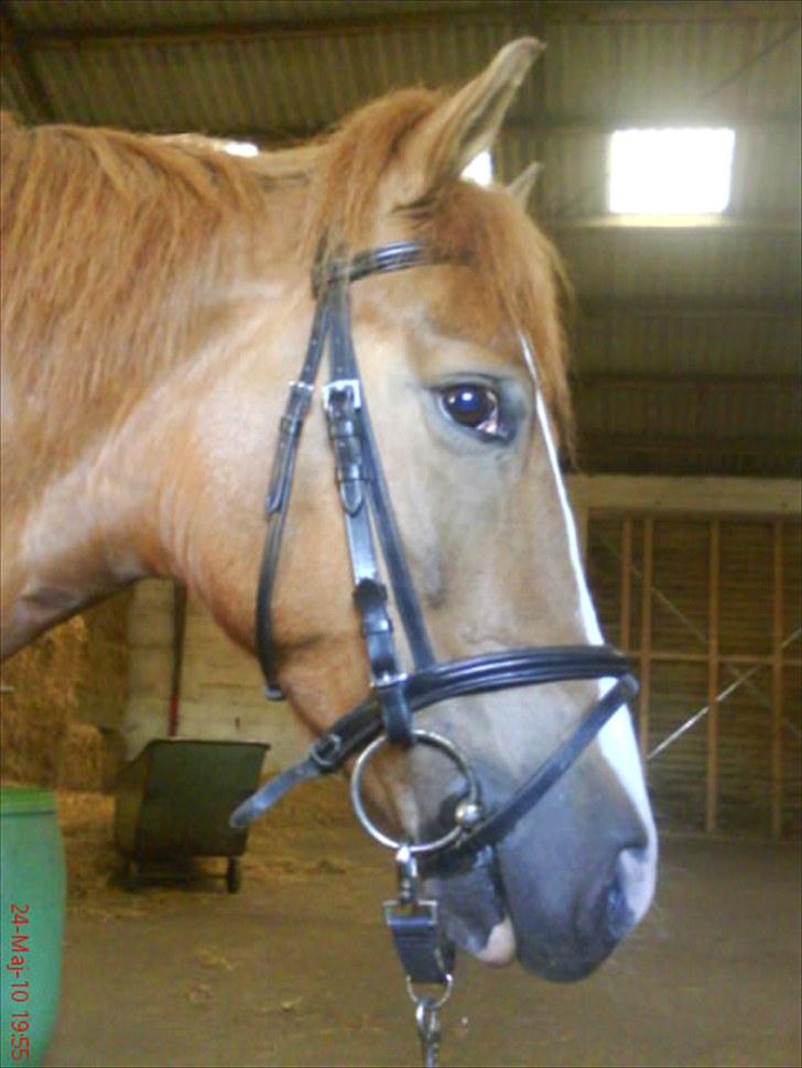 Anden særlig race Pikatju Mitalt!í;<3333333 billede 10