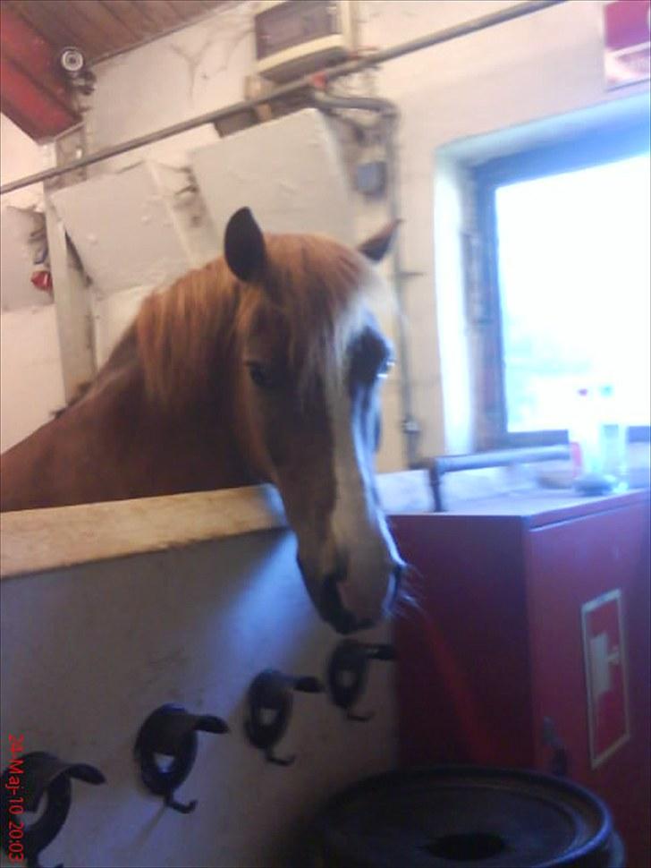 Anden særlig race Pikatju Mitalt!í;<3333333 - han stopper men det var også fødste gang jeg sprang sån et spring :D<333 billede 15