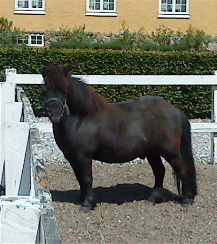 Shetlænder Sofus. - (billedet må ikke kopieres) Sofus Min Ædle Ganger <33 billede 5