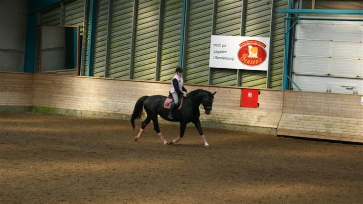 Oldenborg   Miranda Himmelhest  :'( <3 - Dressur Træning d. 14 April 2010 billede 16